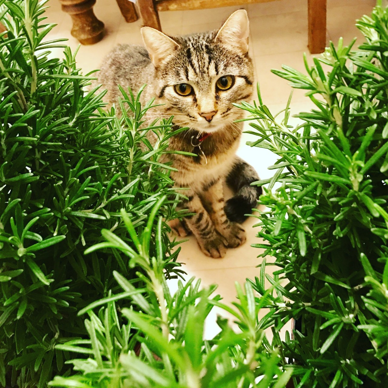 Les plantes et les chats — La Résidence