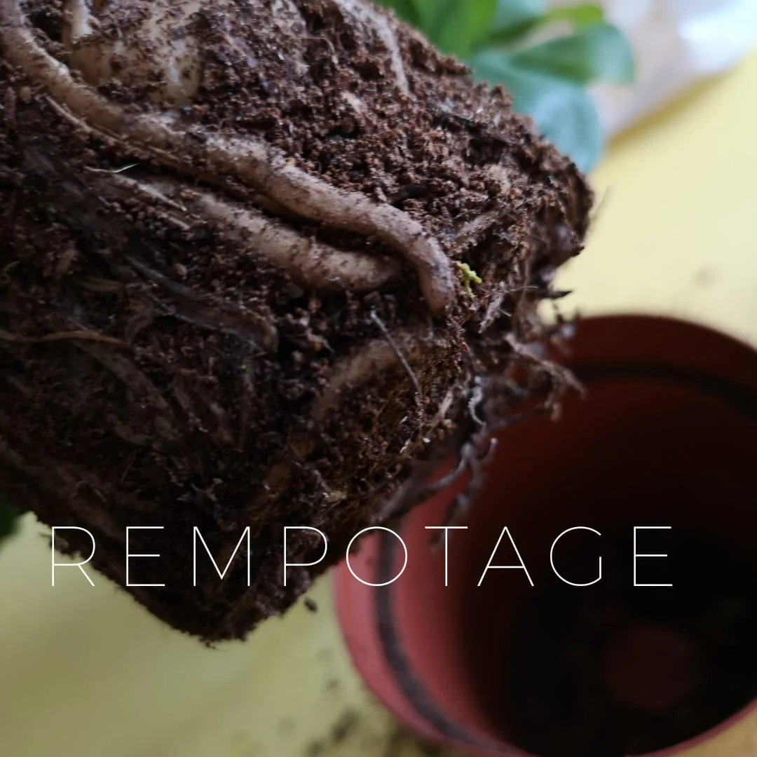 Rempoter ses plantes d'intérieur