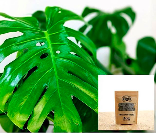 La fertilisation des plantes vertes