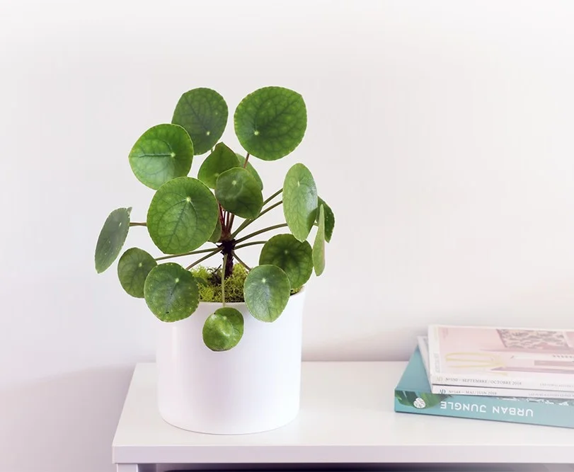 pilea velvet blanc