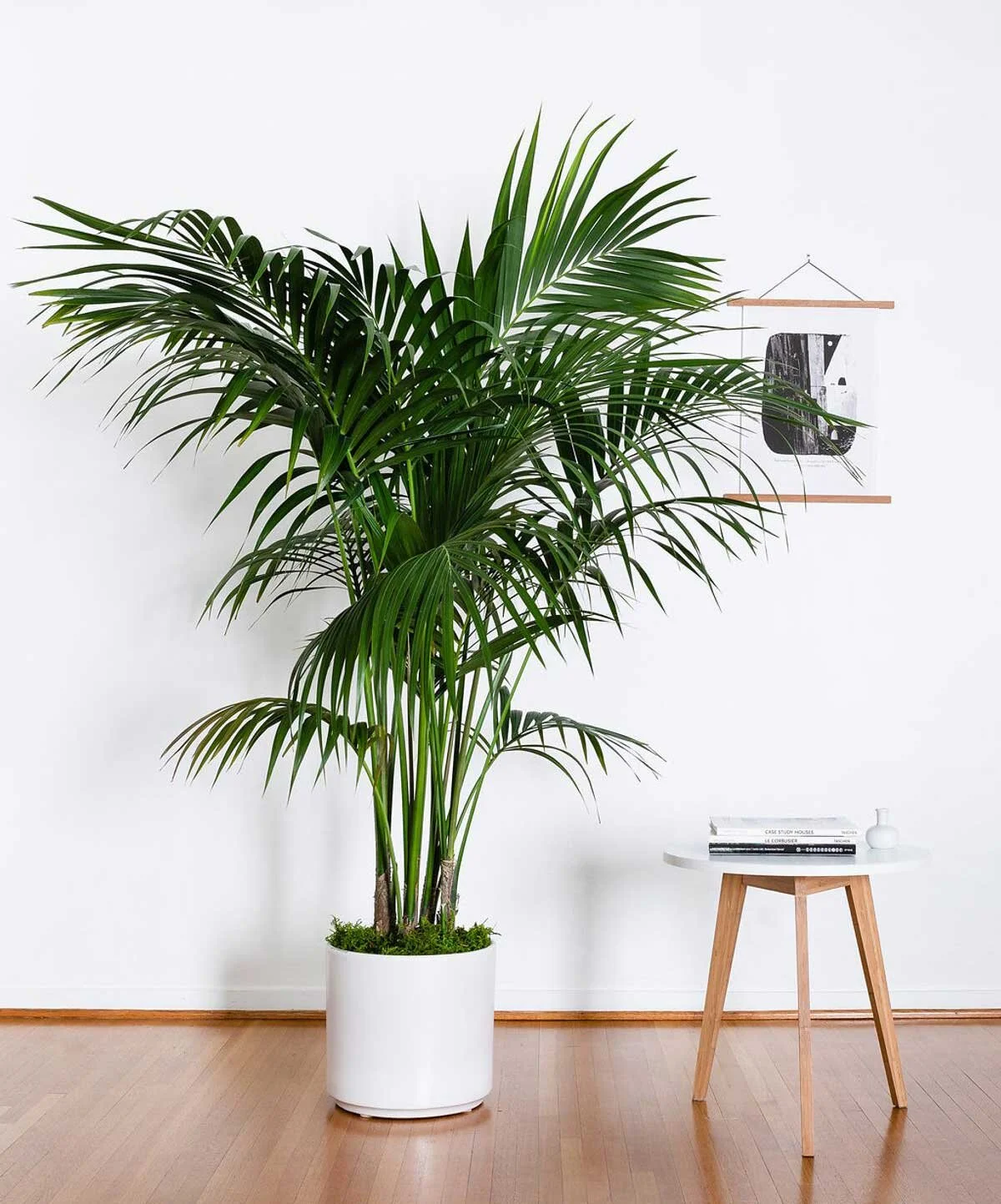 kentia-large-cyl-blanc2.jpg