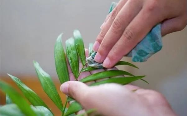 Dépoussiérer et nettoyer les feuilles des plantes vertes