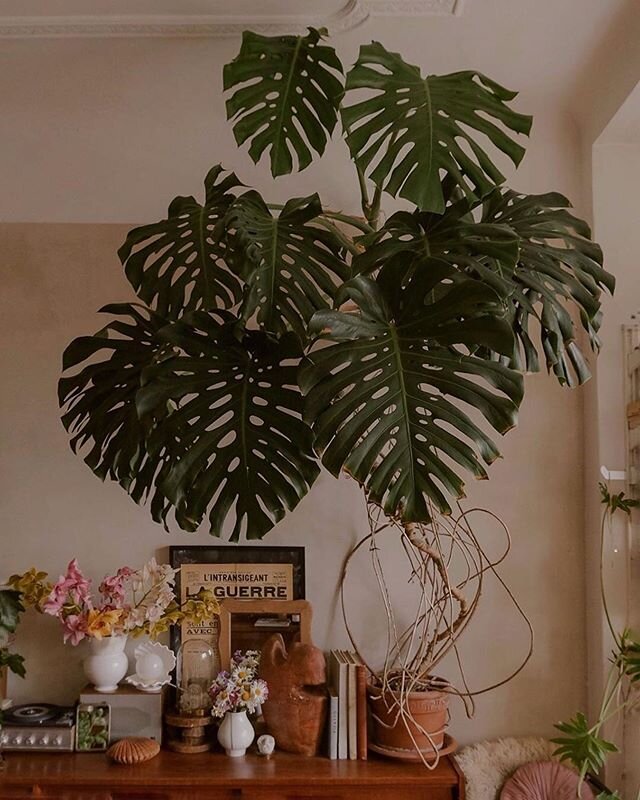 Happy #MonsteraMonday !
.
📸 par @______theo
.
.
.
#leonandgeorge #monstera #plantes #plantesvertes #plantesdinterieur #homedecoration #deco #decoration #greendeco #leafs #plantsofinstagram #plantsporn #mondaymood #plantsaddict #plantslovers