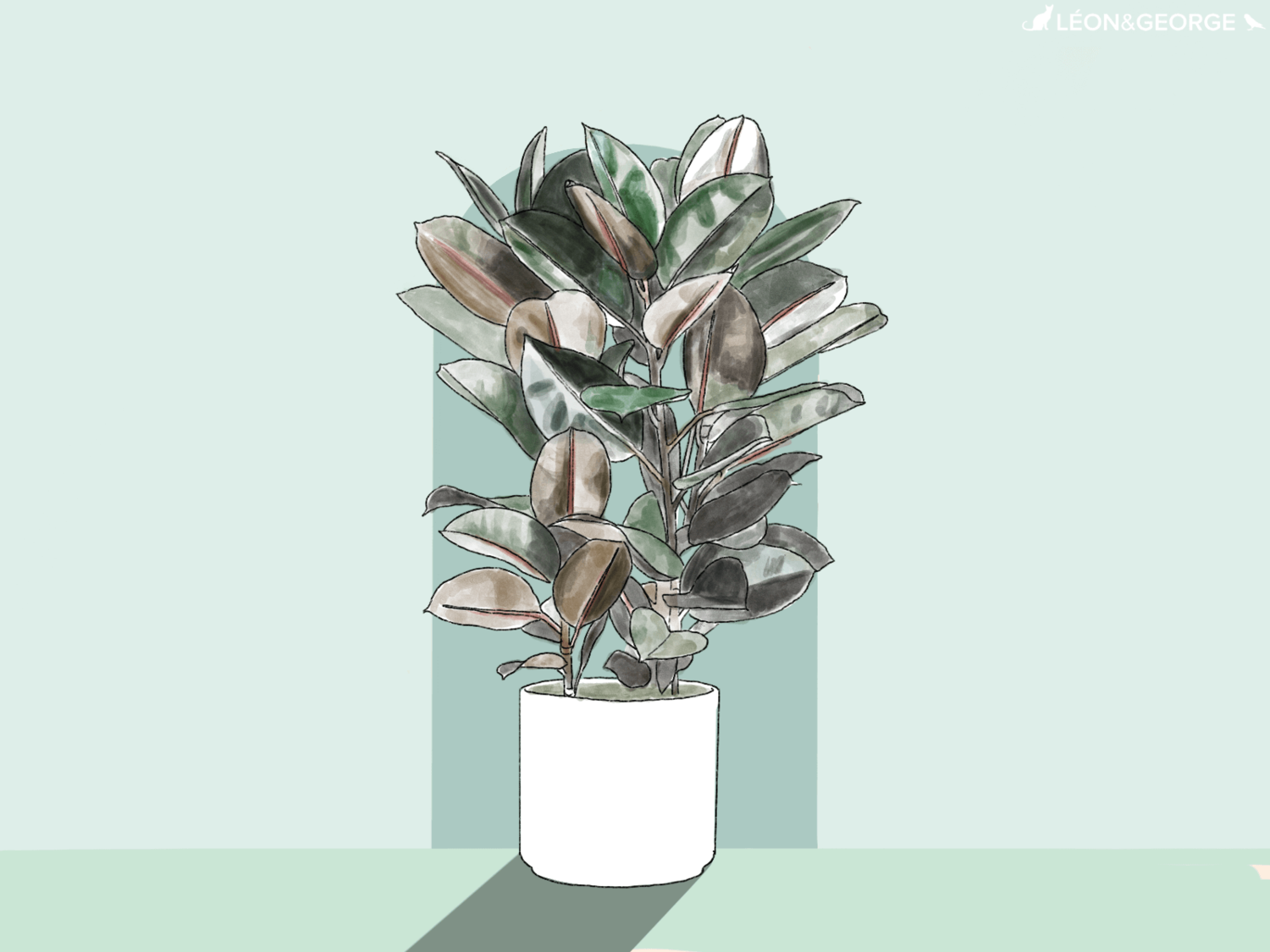 Comment entretenir et sublimer votre Ficus Elastica