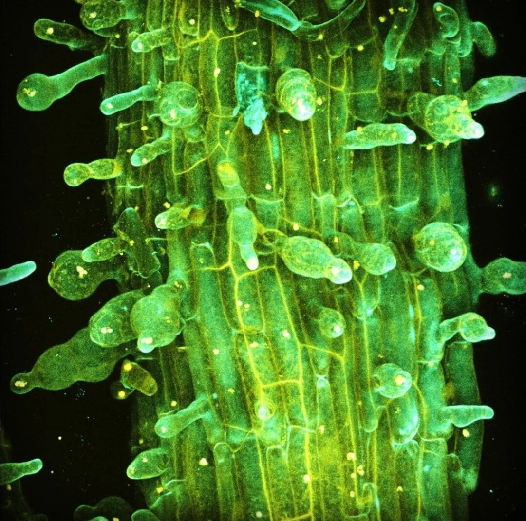 Les plantes vues au microscope