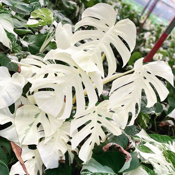 monstera variegata borsigana white tiger@monstera1229.png
