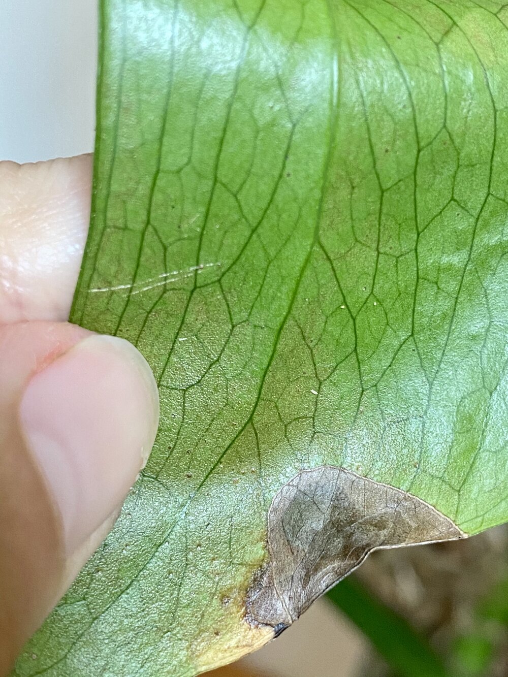 Pourquoi les feuilles de ma plante ont les pointes brunes ?