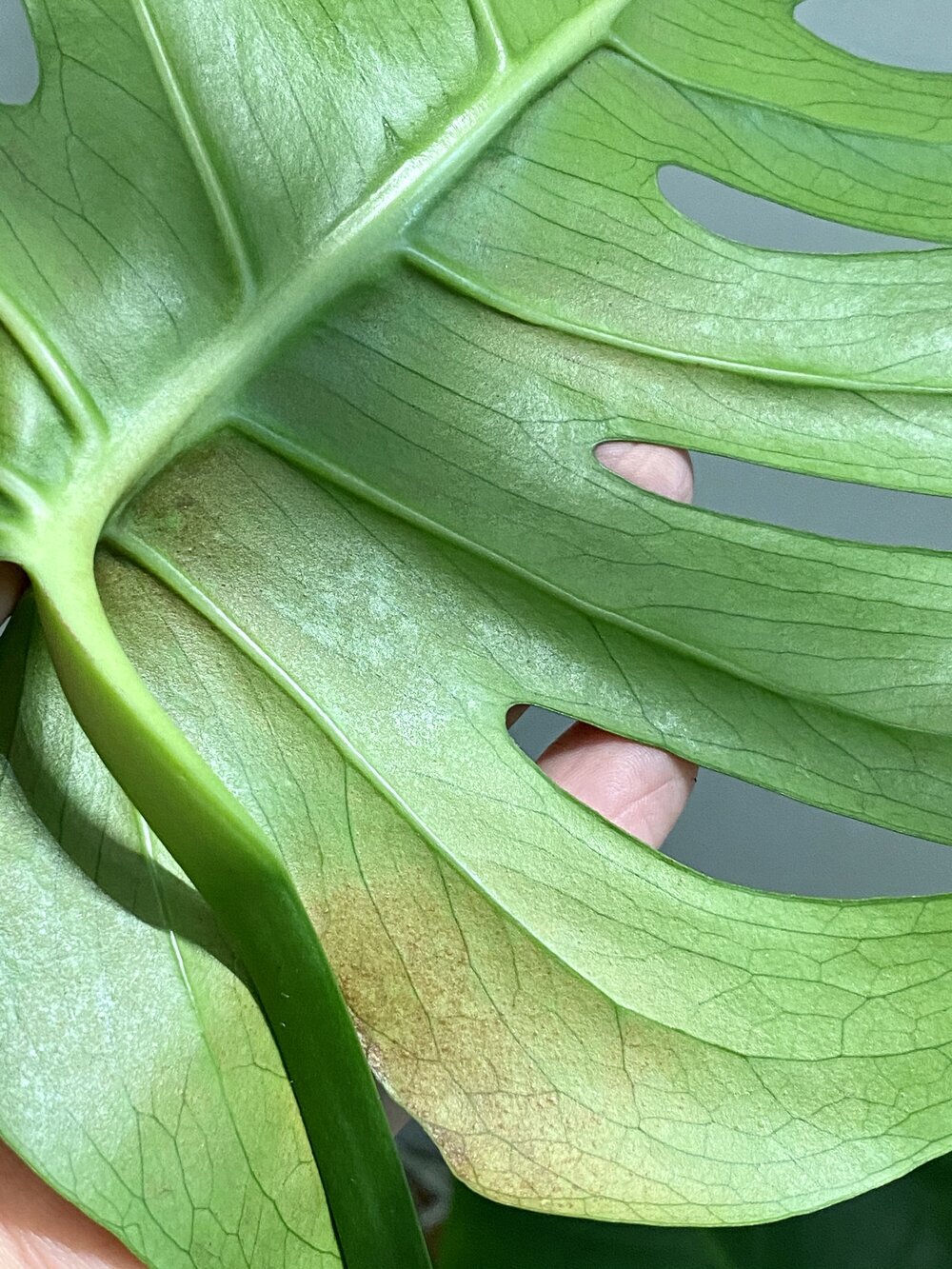 Les thrips envahissent ma plante d'intérieur — La Résidence