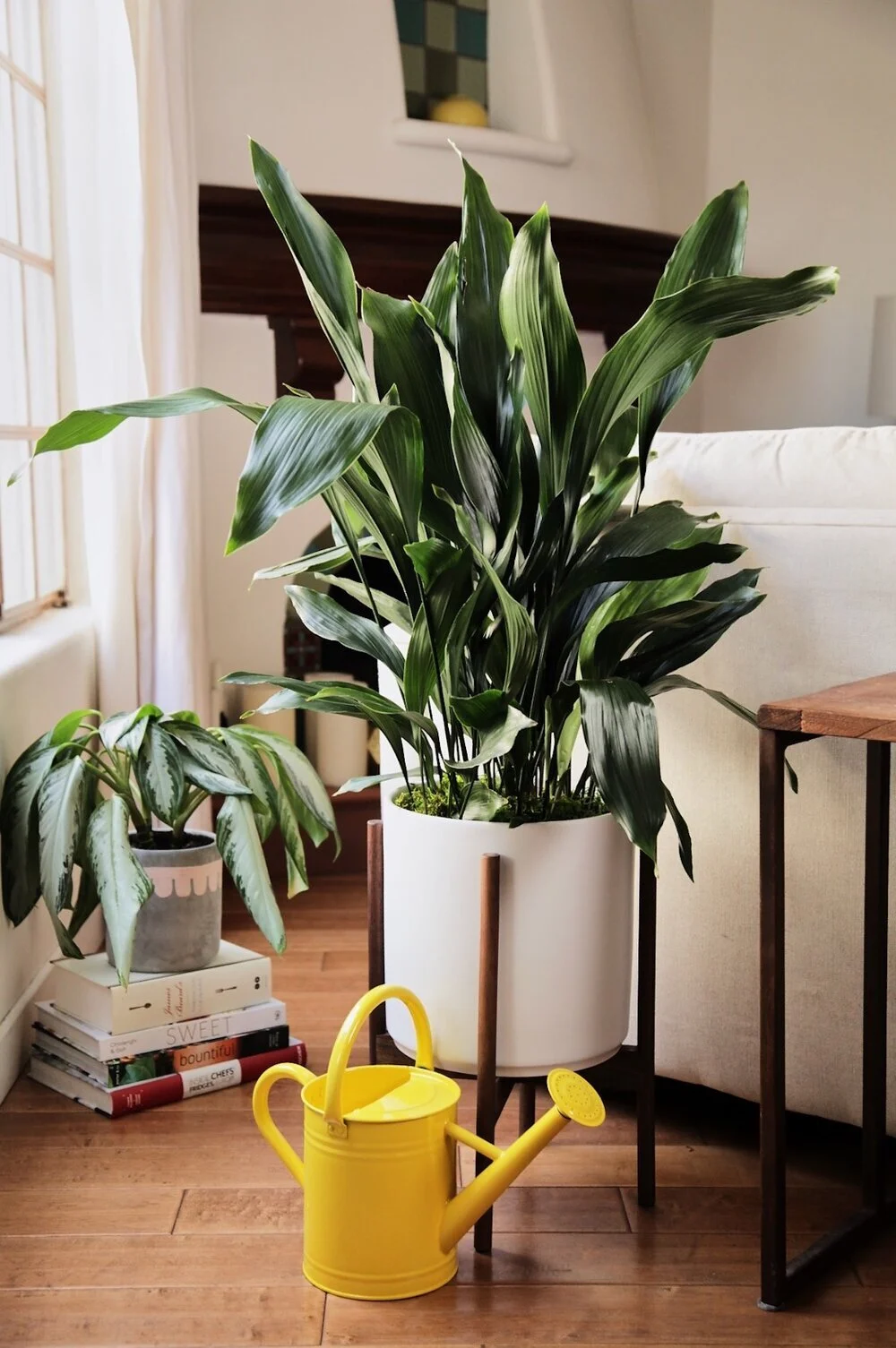 5 choses à savoir sur l'arrosage de vos plantes