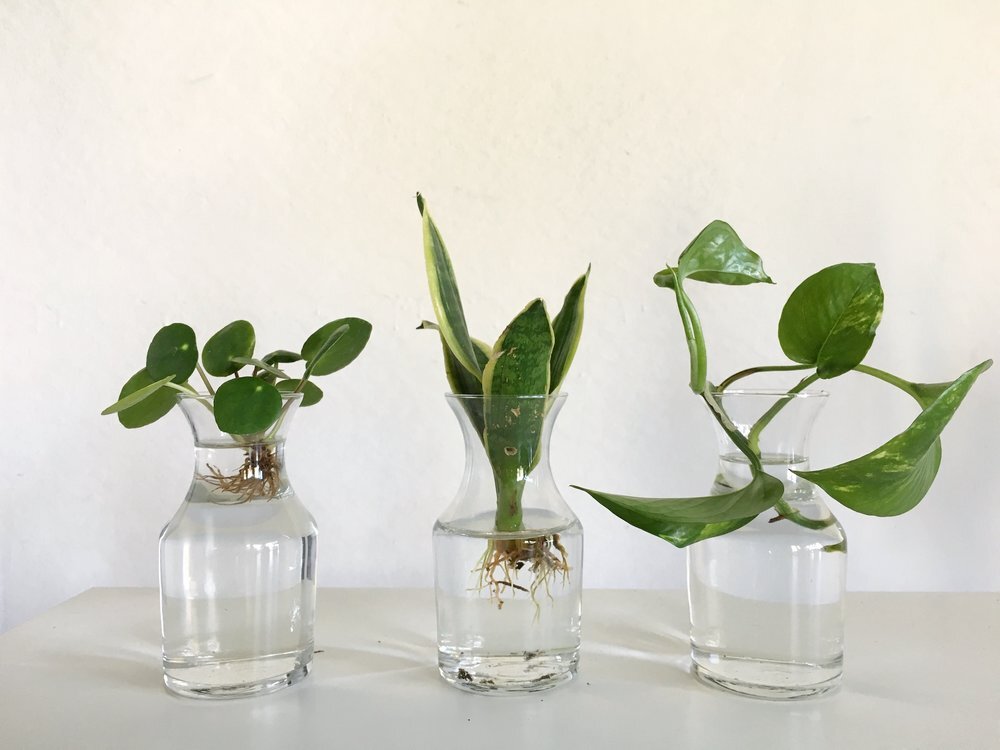 Bouturage, rejetons, division : 3 manières de multiplier les plantes  d'intérieur — La Résidence