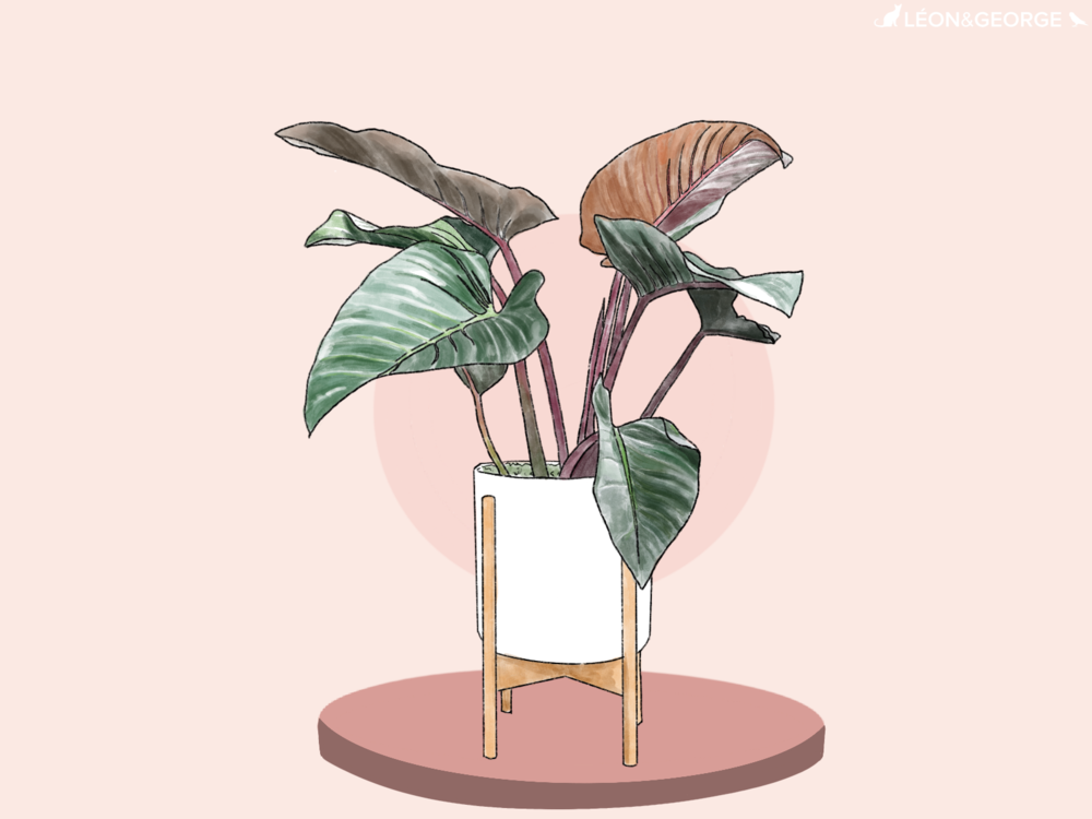 Comment entretenir et sublimer votre Red Beauty