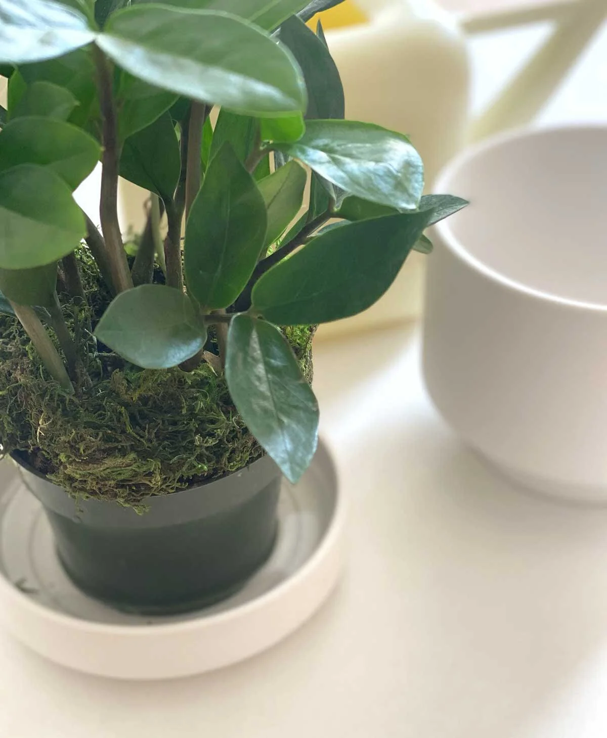 Arroser les plantes par le bas