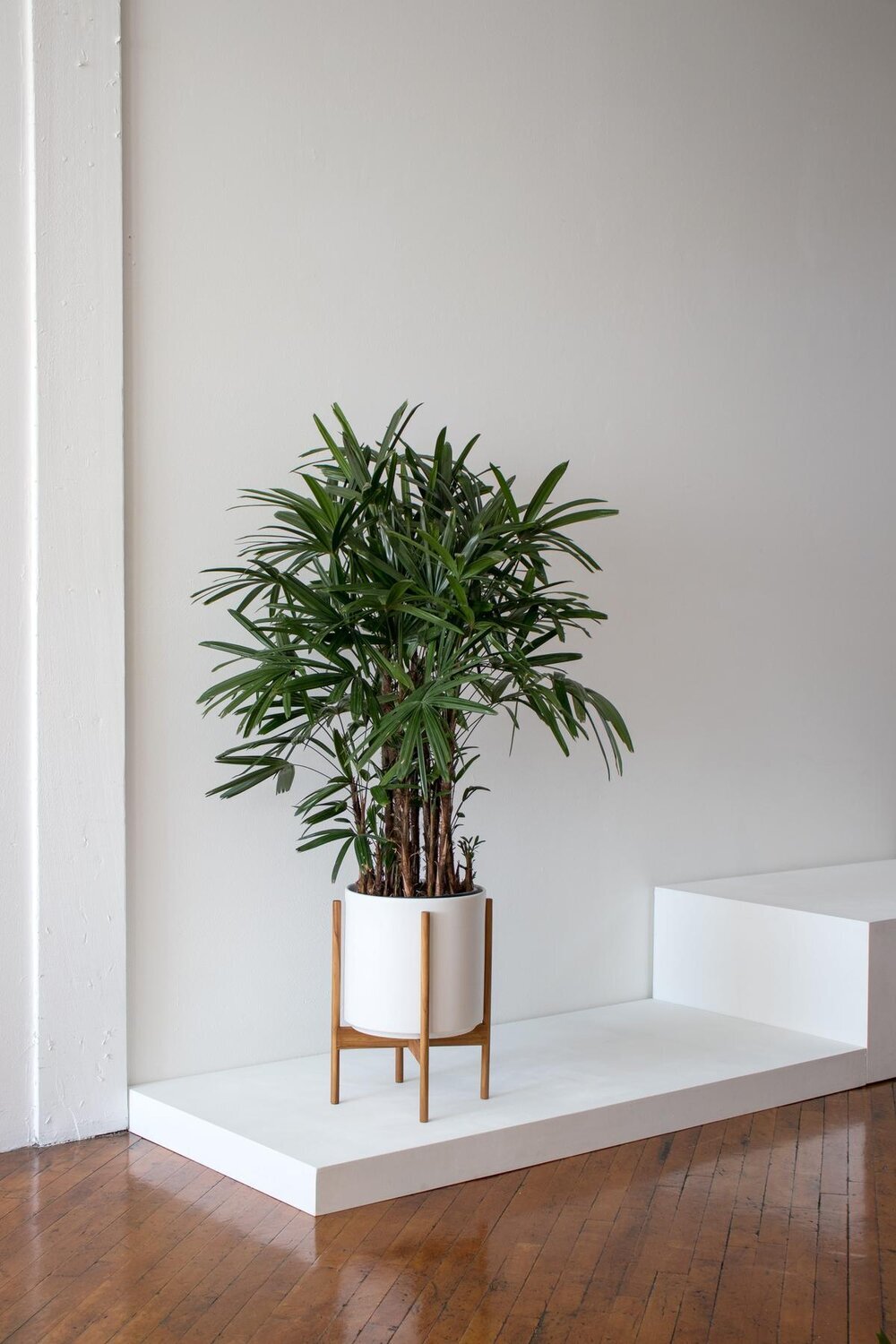 Comment entretenir et sublimer votre palmier bambou — La Résidence
