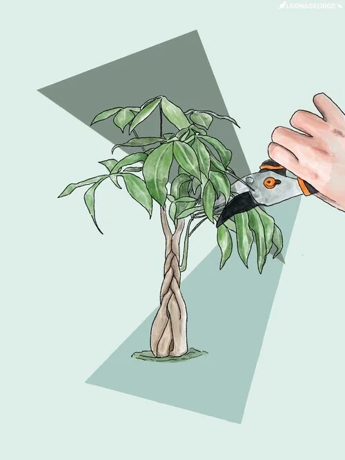 Comment tailler un Pachira Aquatica