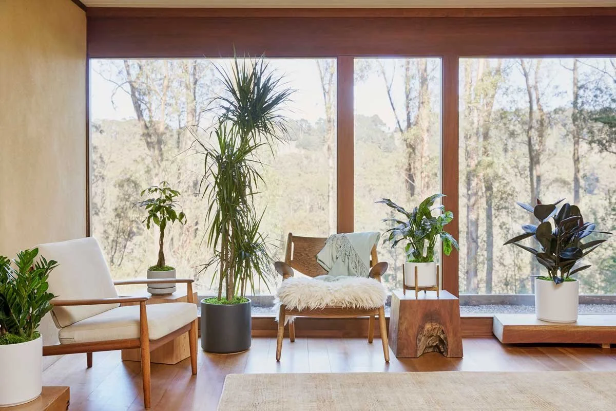 Les 3 signes qui montrent que vos plantes ont froid !