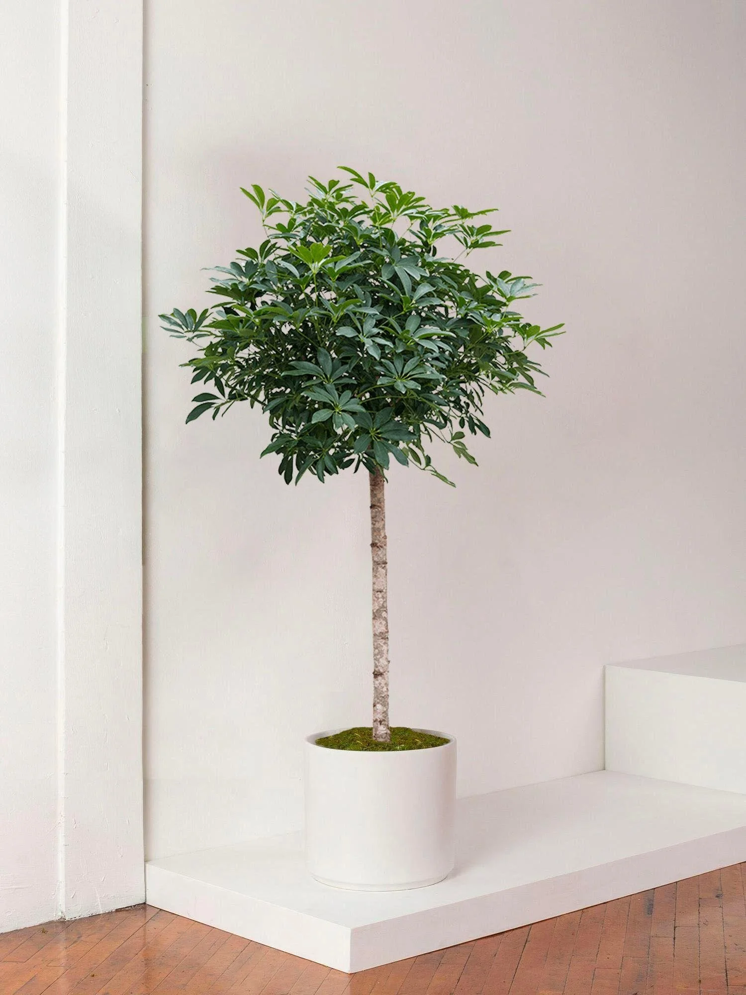 Ce qu'il faut savoir avant d'acheter un arbre schefflera !