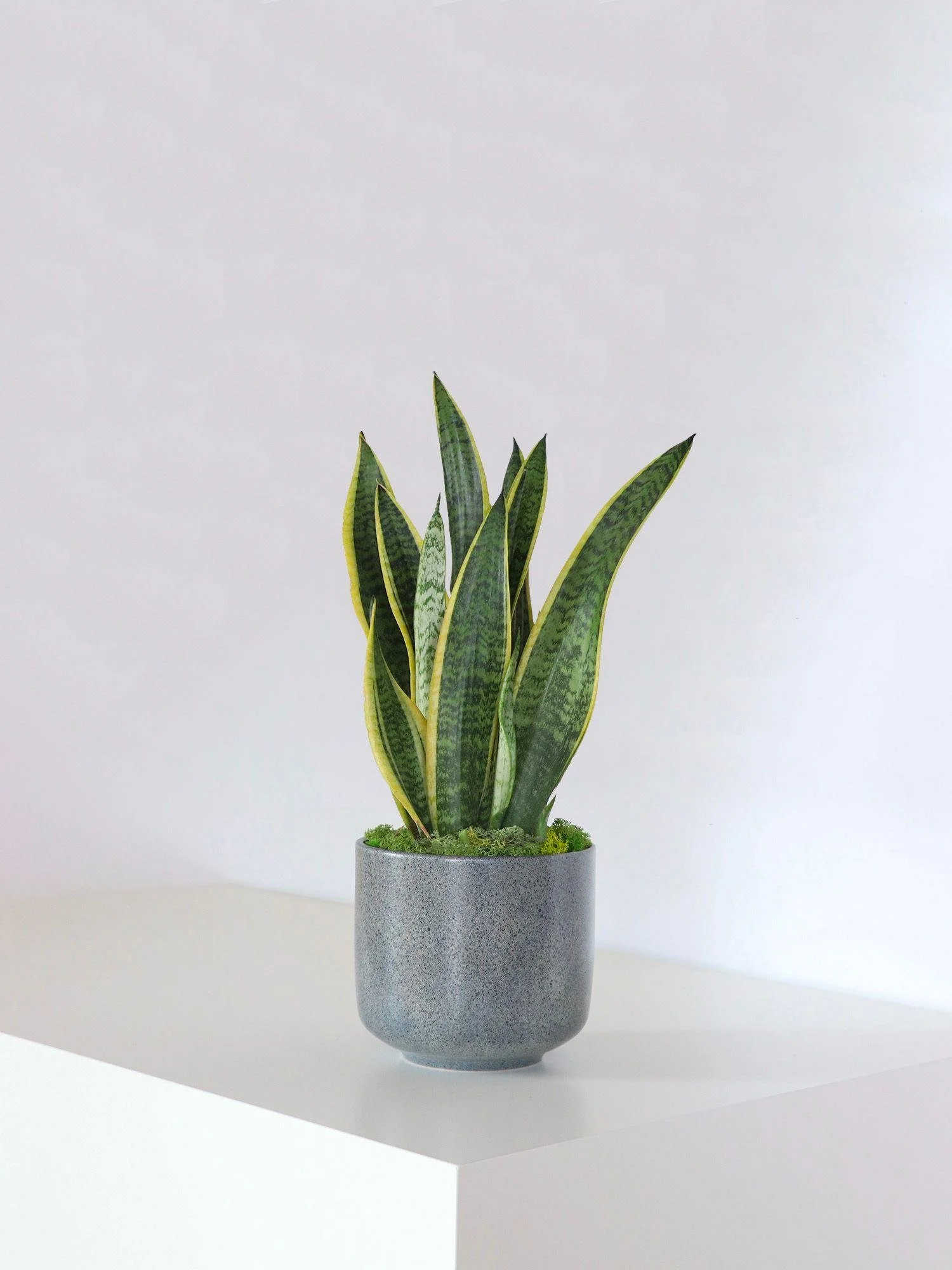 Les plantes peuvent-elles vraiment améliorer la qualité de l'air ?