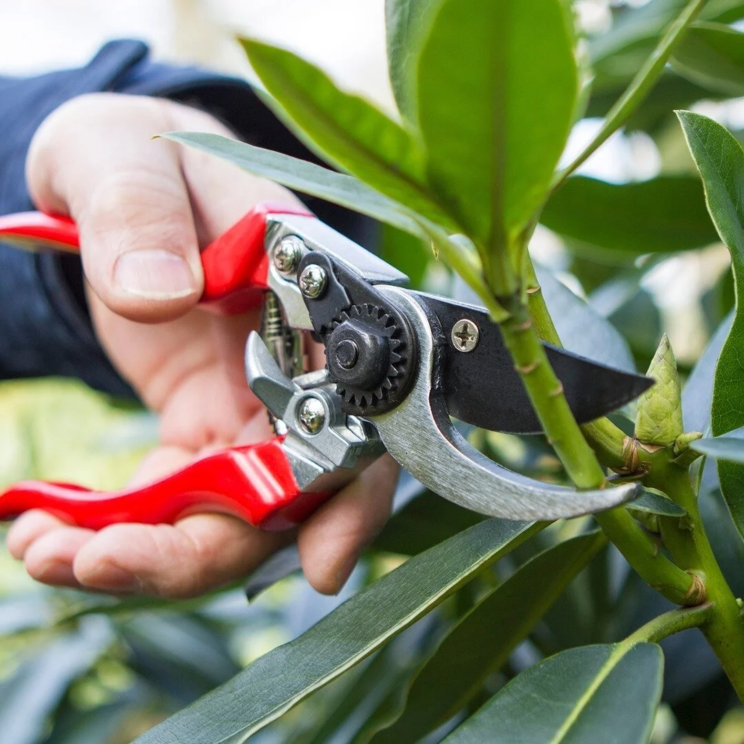 Pruning and pinching of indoor plants