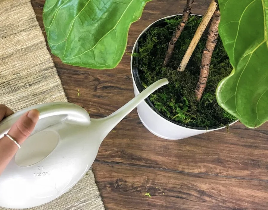 6 tips and tricks  to improve your watering routine