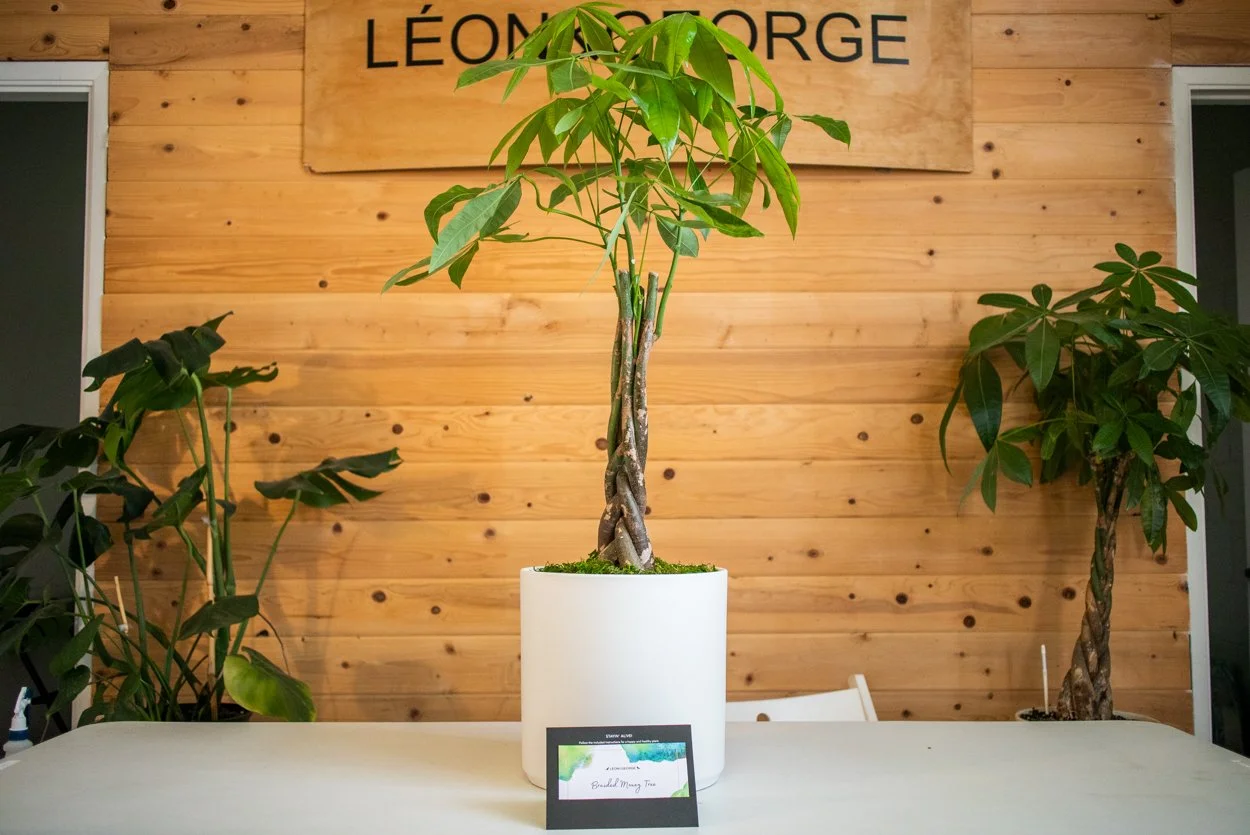 5 plantes porte-bonheur à avoir chez soi