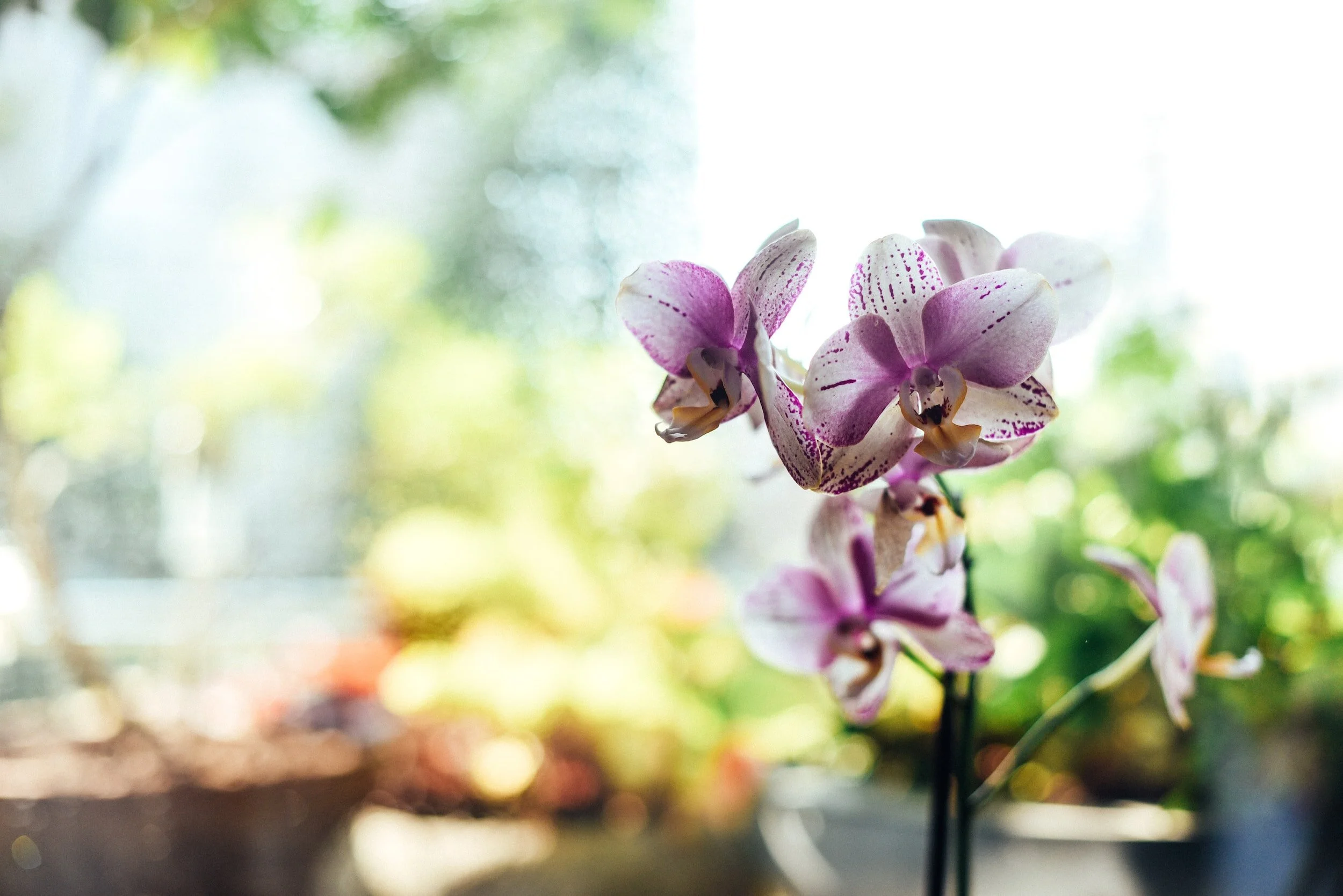 Les 10 commandements pour bien entretenir des orchidées