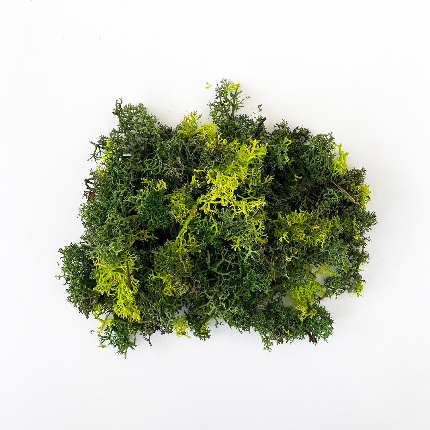 Whats is decorative moss and how do you maintain it? — La Résidence