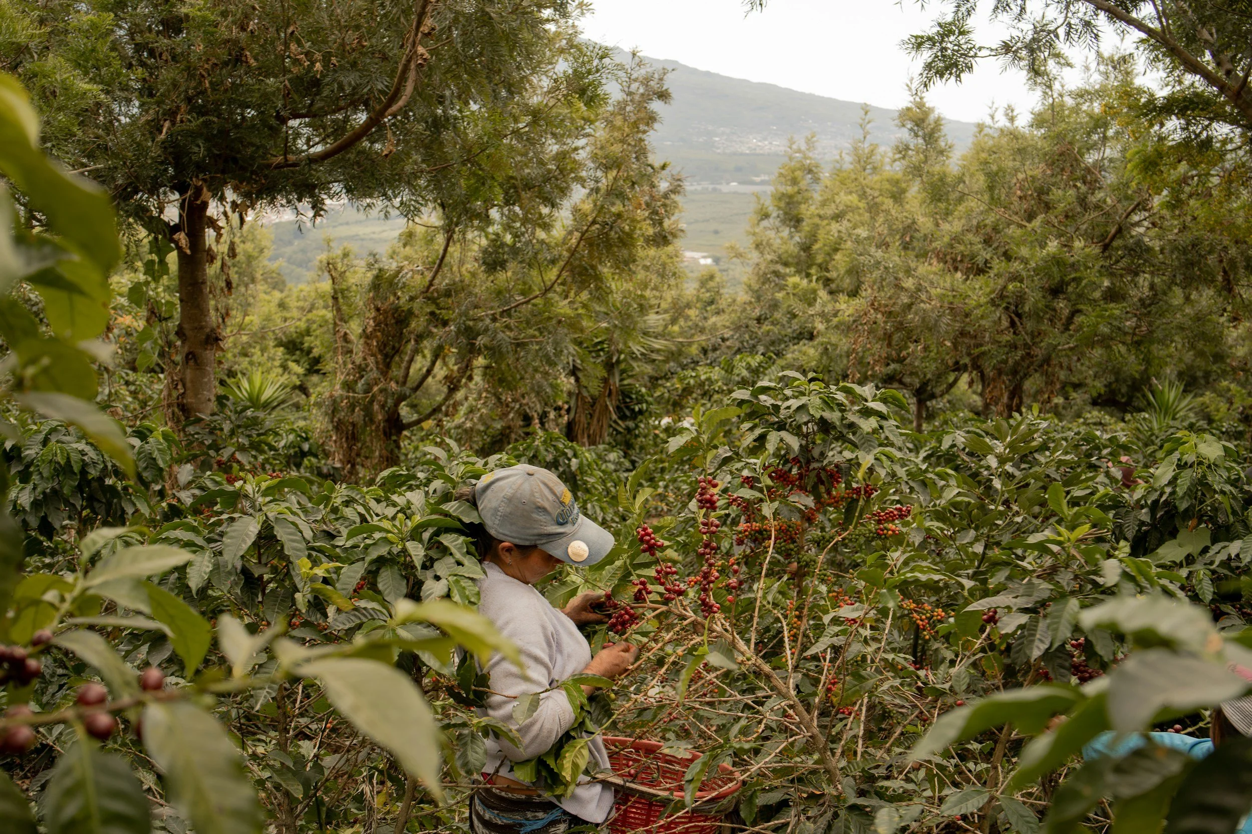 Café Corazón