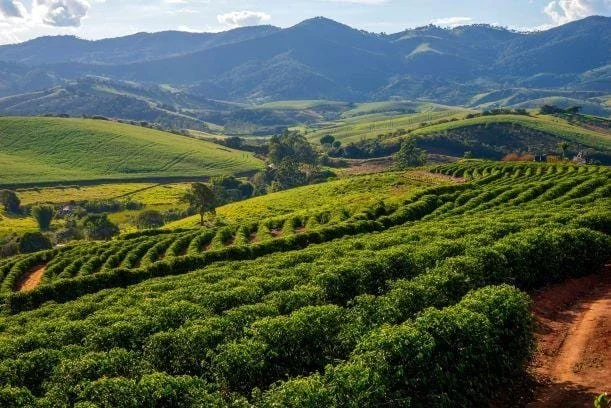 Café Corazon House Blend - 5 lbs.