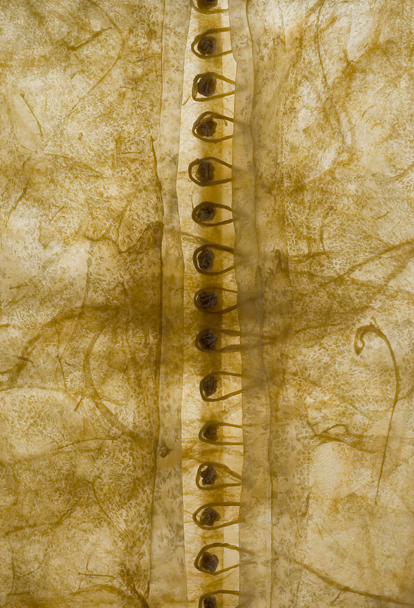 Notion Detail Hog intestine, resin, acrylic