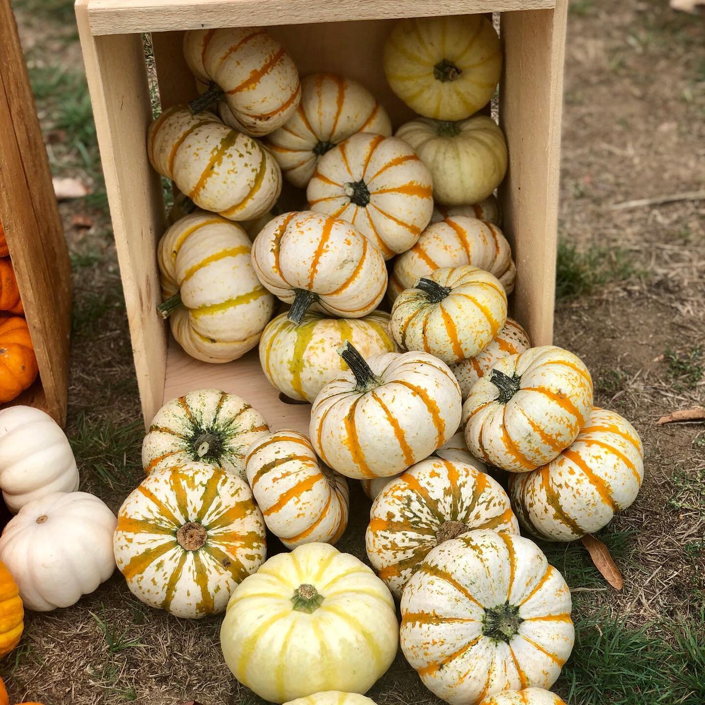 Pumpkin Season! Come see the different varieties