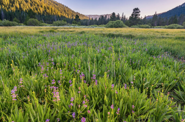 ANNOUNCING DATES FOR HIKES TO LOWER CARPENTER VALLEY!