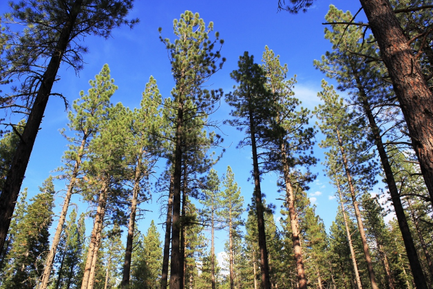 FOREST MANAGEMENT MATTERS