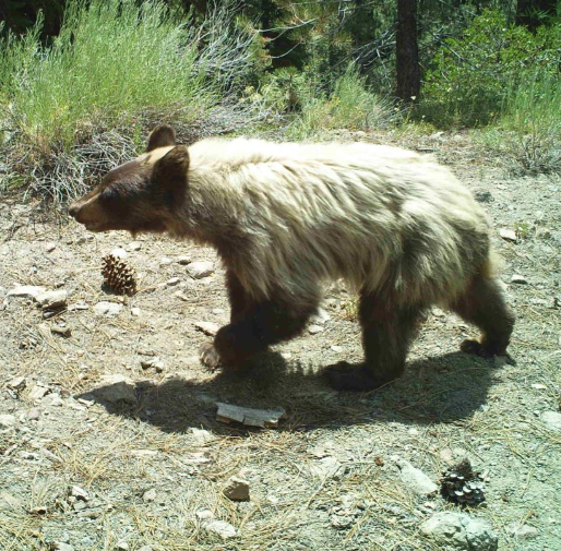 WILDLIFE IN LOWER CARPENTER VALLEY!