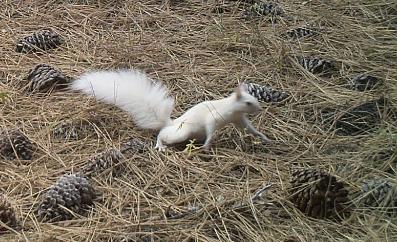 Congratulations to this full grown, but not camouflaged, squirrel for successfully growing to maturity.