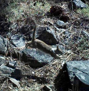 A rare glimpse of a flying squirrel!