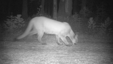 The action doesn’t stop at night when this mountain lion was observed foraging near a camera.