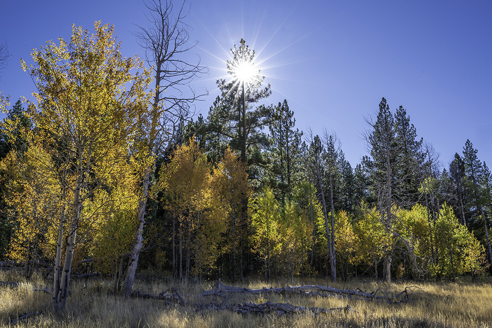 HIKE OF THE MONTH: ELIZABETHTOWN MEADOWS TRAIL
