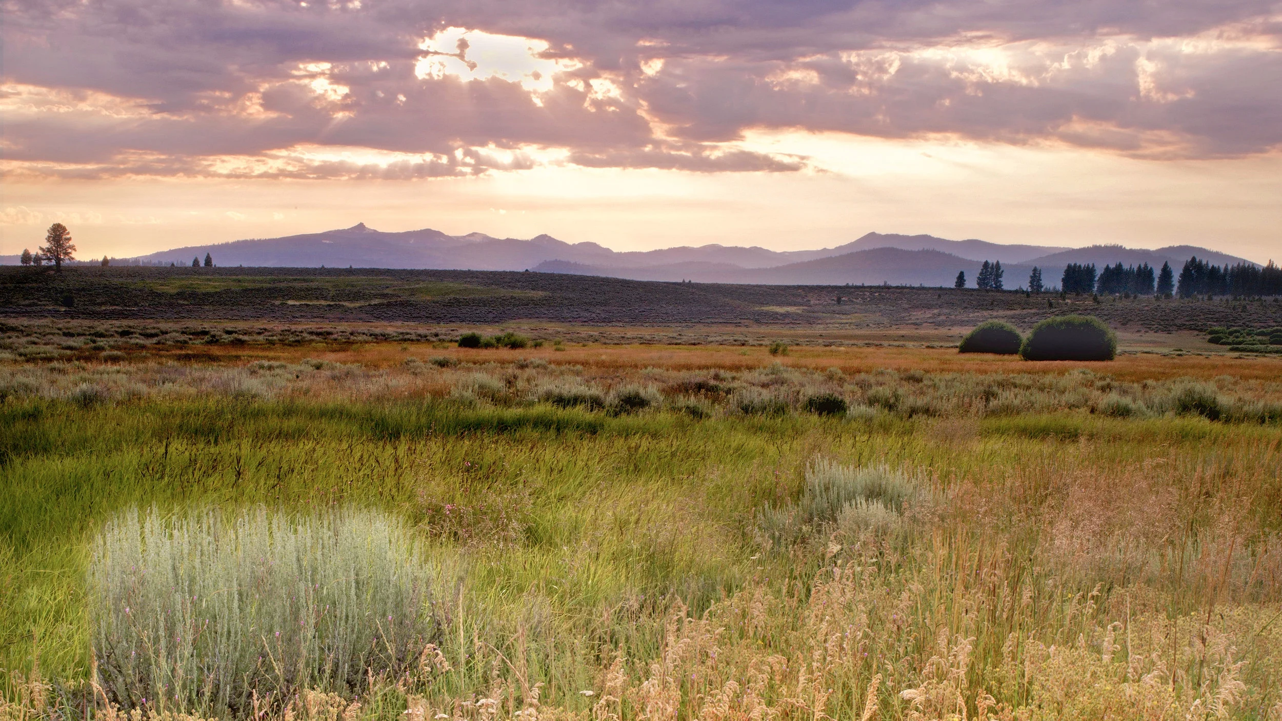 Waddle Ranch, photo by Elizabeth Carmel