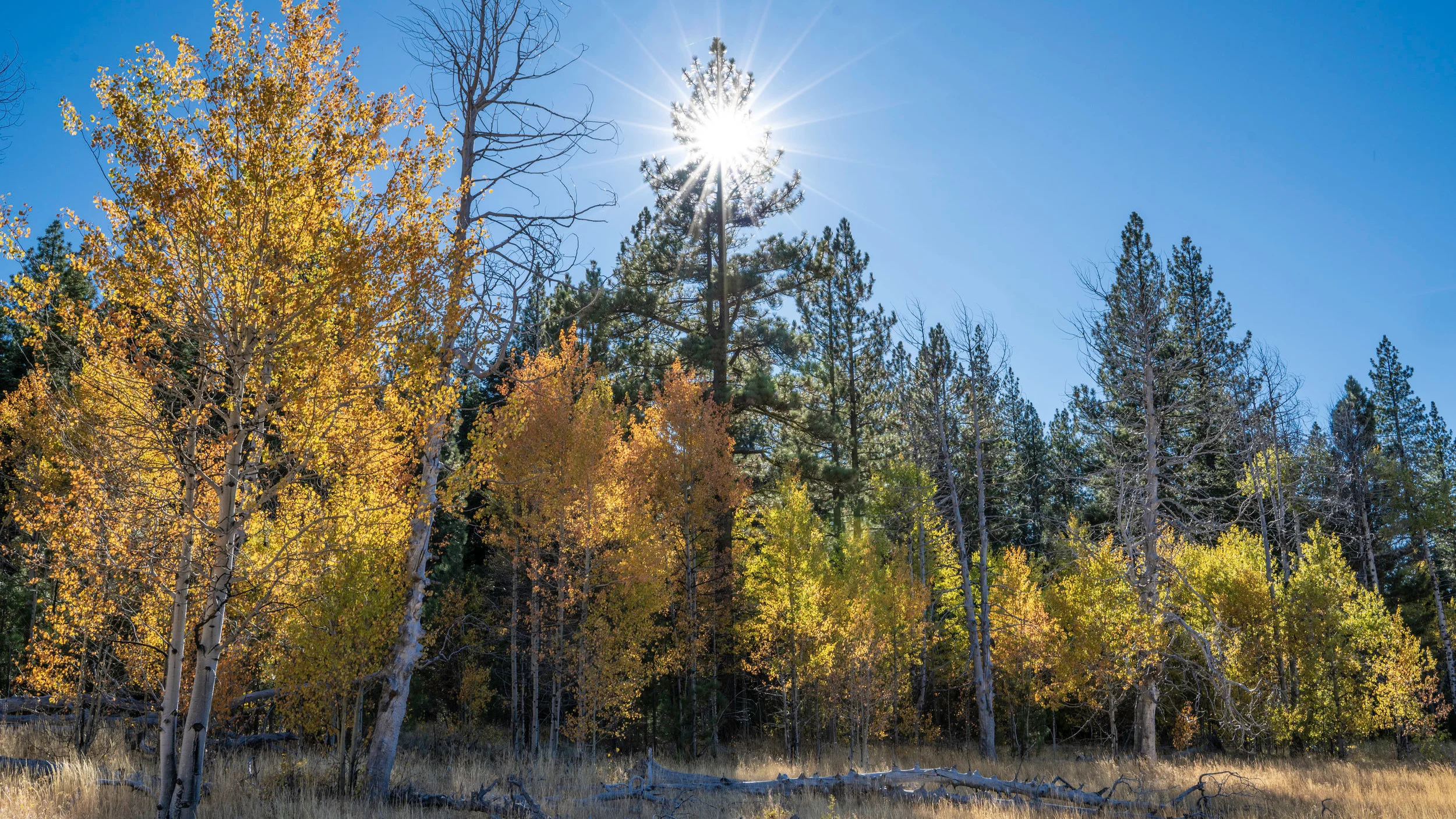 Elizabethtown Meadow in the fall, photo by Bill Stevenson