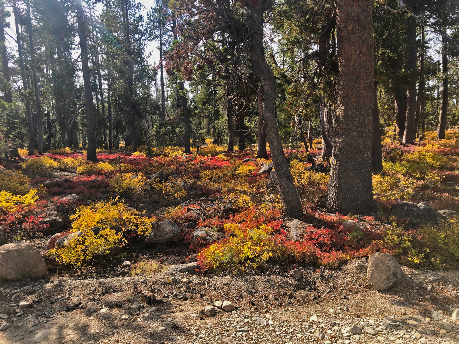Fall color on the forest floor at Royal Gorge.