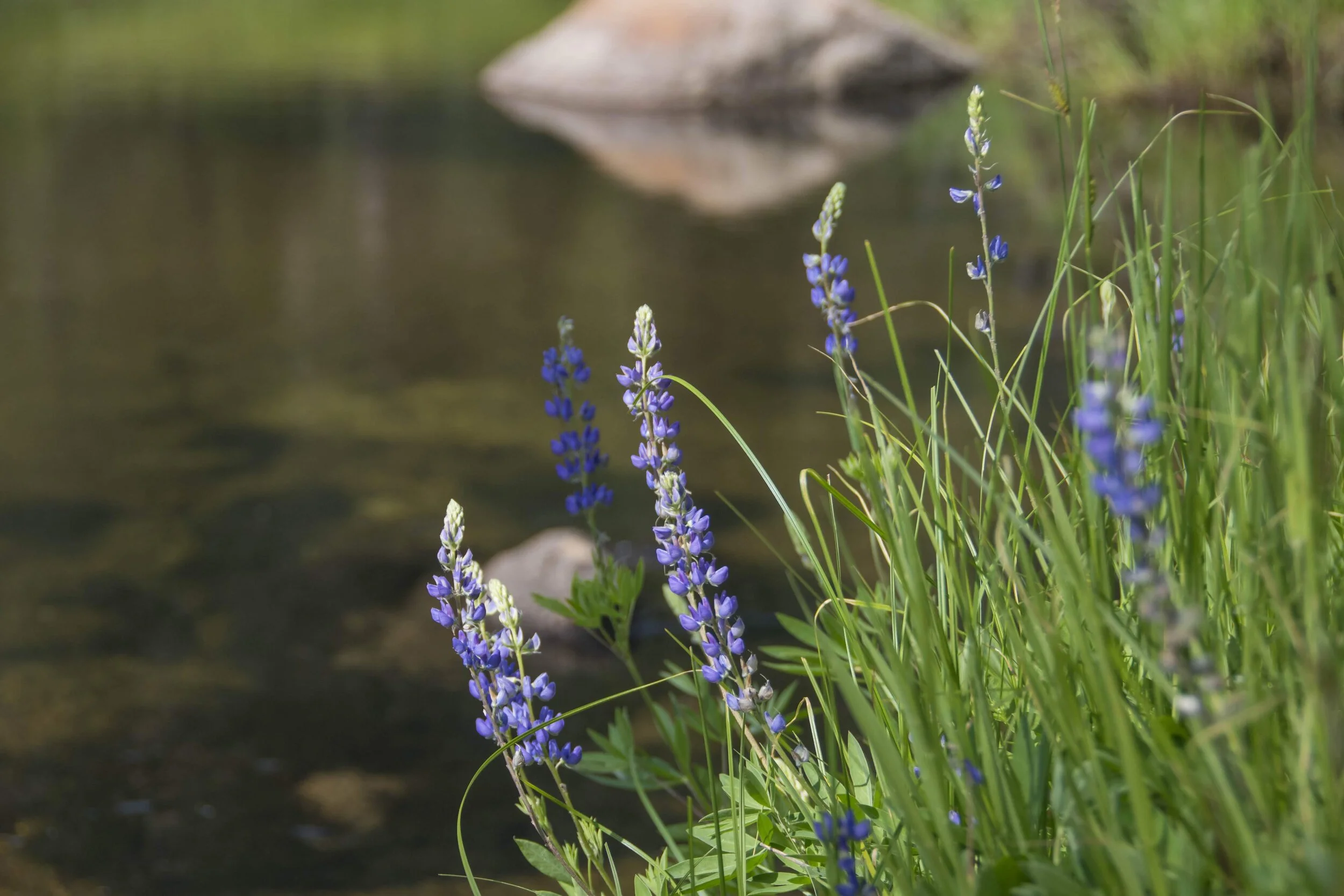 CARES Act: Greater Tax Benefits for Donations in 2020