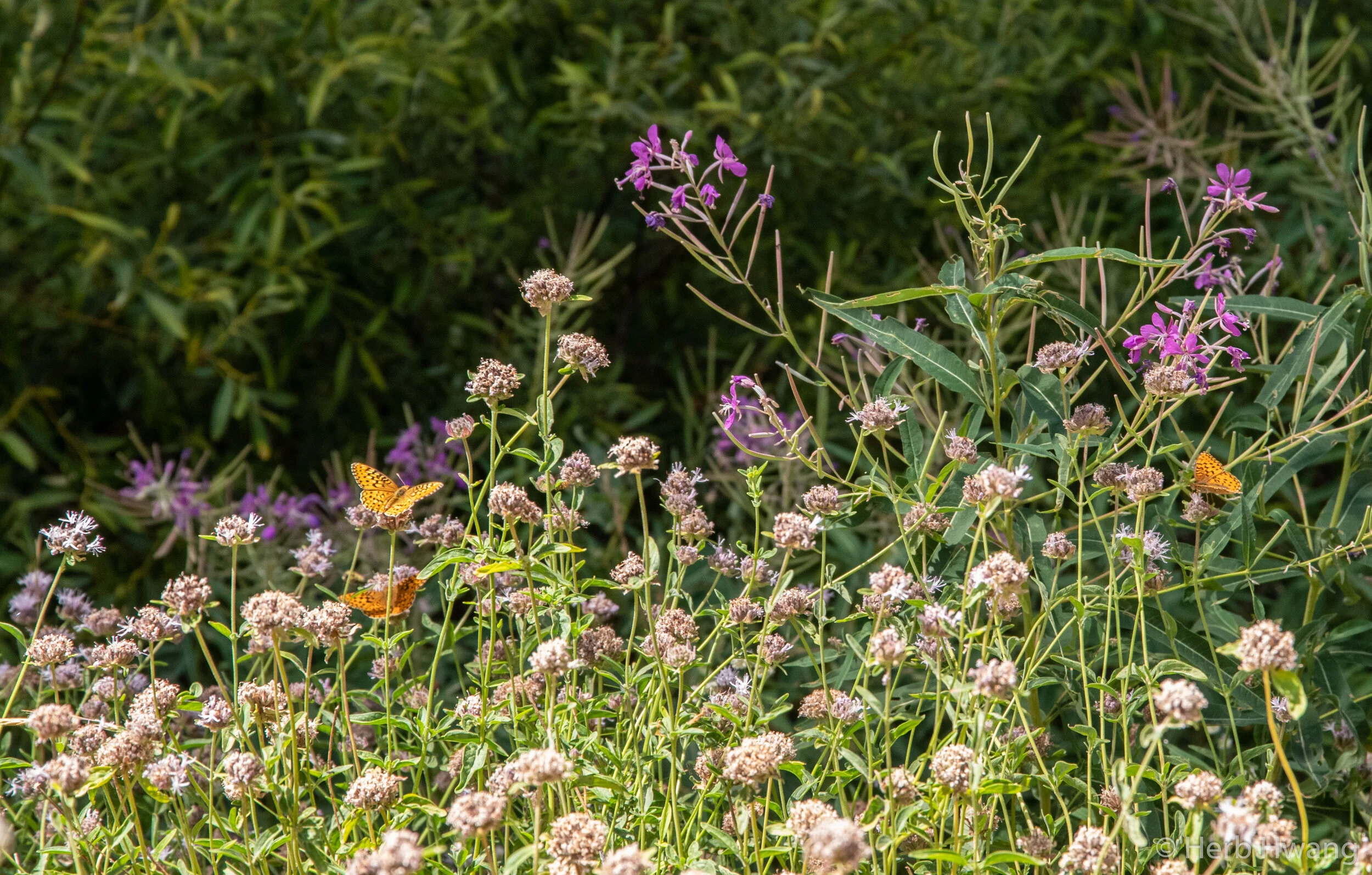 Give the Gift of Open Space and Have Your Donation Doubled