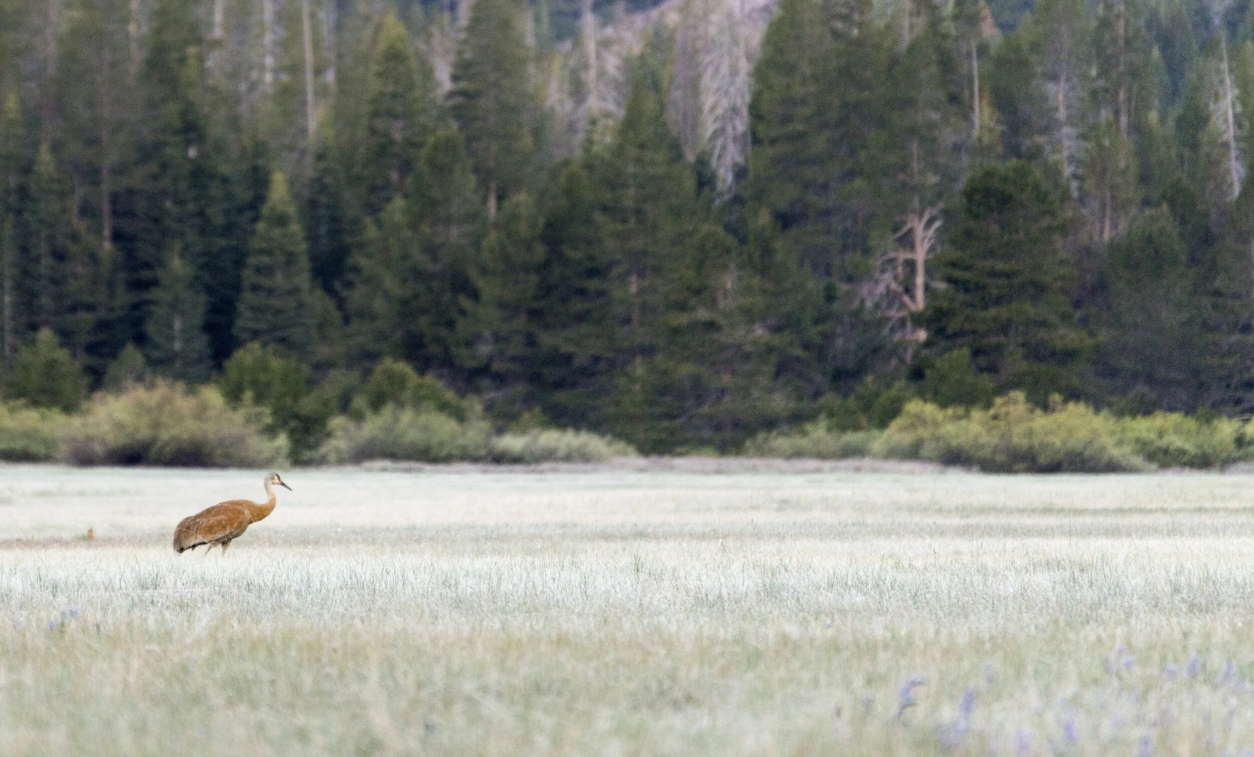 Protect and Enjoy: Long-Lost Species Returning to Land Trust Lands