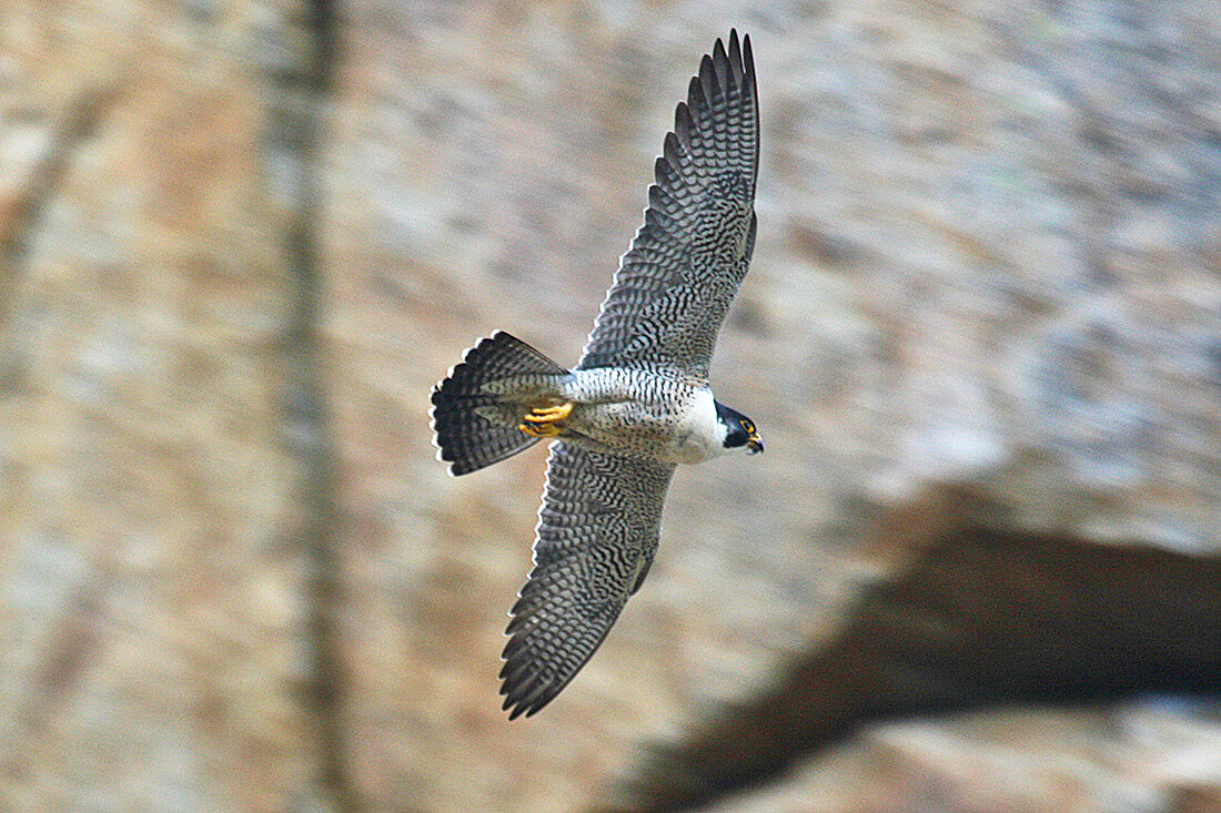 Protect and Enjoy: The Fastest Animals on the Planet Call Black Wall Home — Truckee Donner Land Trust Protect and Enjoy: The Fastest Animals on the Planet Call Black Wall Home — Truckee Donner Land Trust