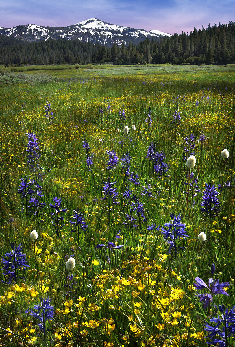 Protect and Enjoy: Bringing Meadows Back For Water, Wildlife &amp; People