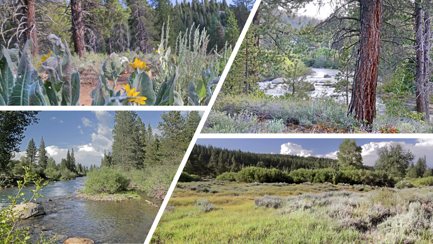 Because You Helped Protect Truckee Springs, it Just Got a Whole Lot Bigger!