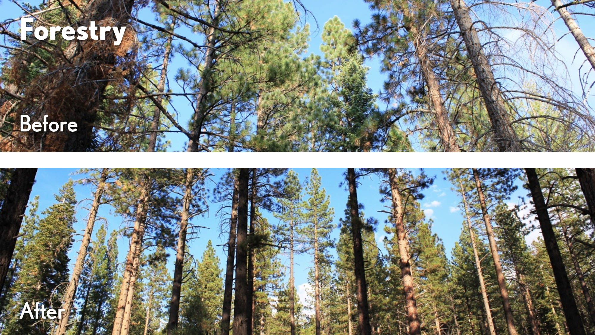 Truckee Donner Land Trust Receives nearly $400,000 for Forest Health