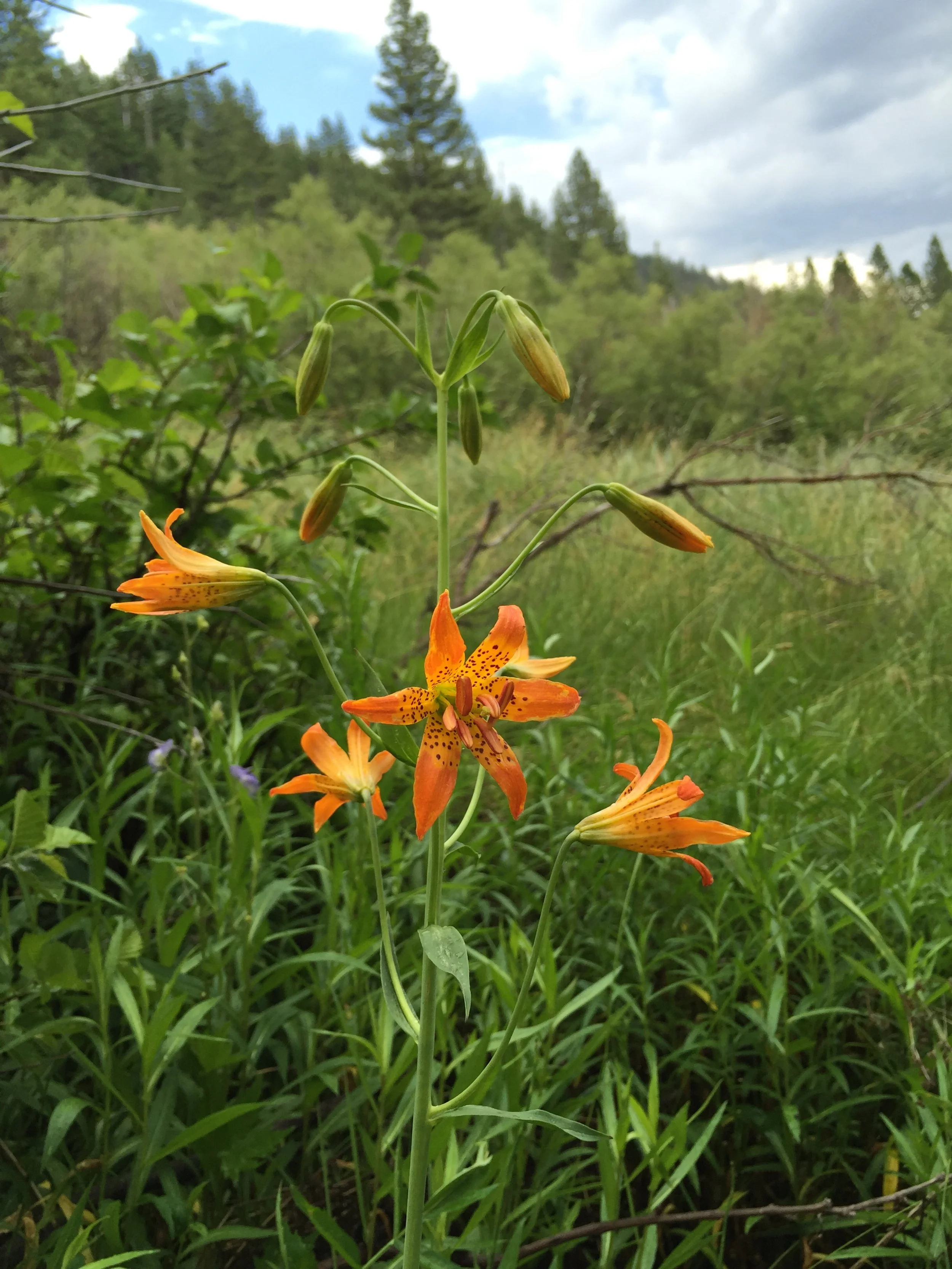 Protect and Enjoy: Wildflowers on Land Trust Lands