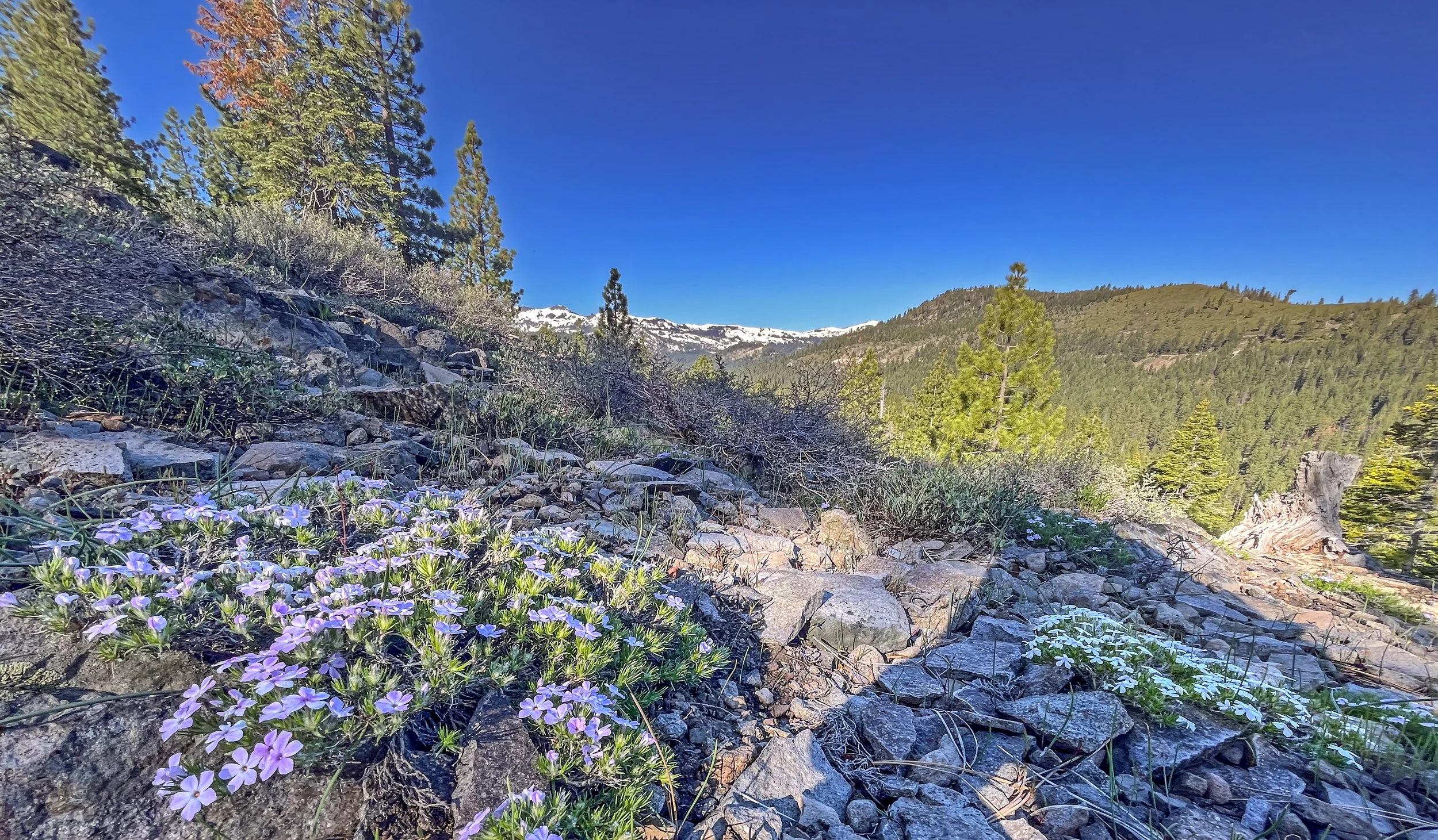 You Saved Jackass Ridge!