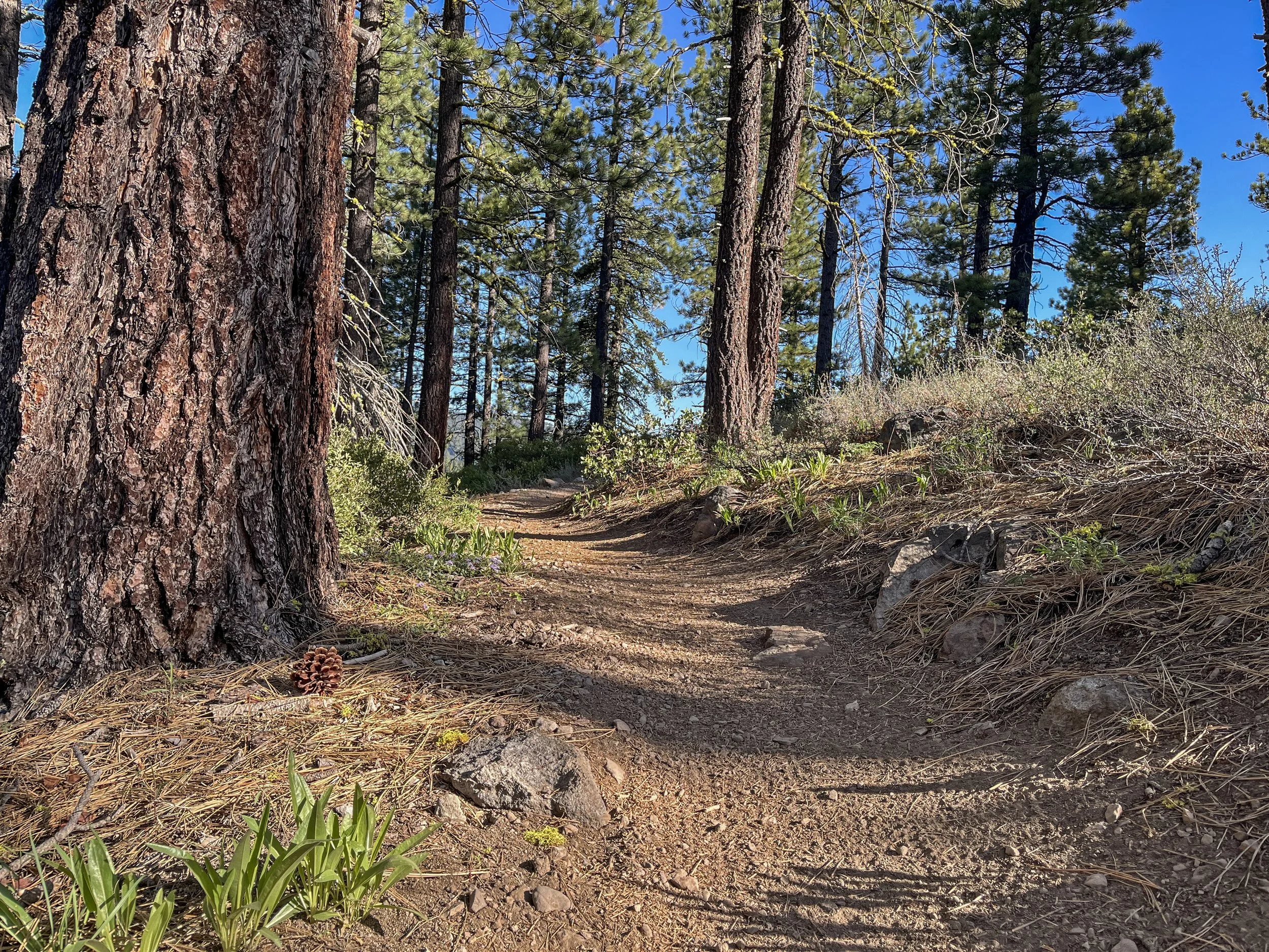 Community rallies to save Jackass Ridge: Land Trust campaign reaches fundraising goal